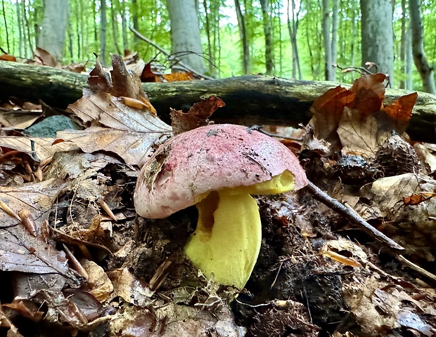 hríb kráľovský Butyriboletus regius (Krombh.) D. Arora & J.L. Frank