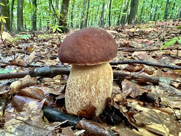 hríb dubový Boletus reticulatus Schaeff.