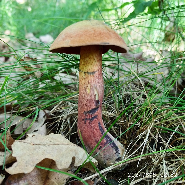 suillellus mendax