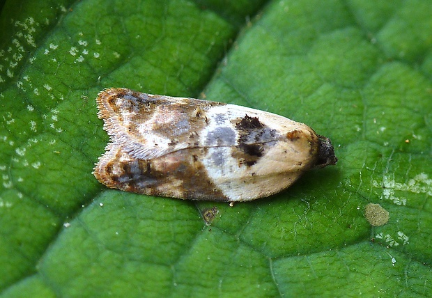 obaľovač krovinový Acleris variegana