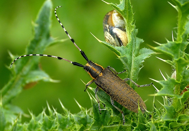 vrzúnik  Agapanthia dahli