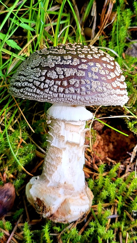 muchotrávka hrubá Amanita excelsa (Fr.) Bertill.