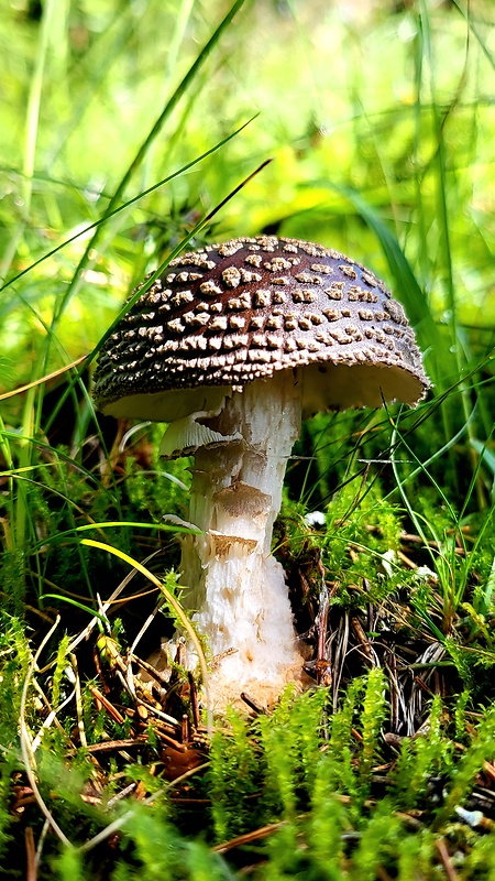 muchotrávka hrubá Amanita excelsa (Fr.) Bertill.