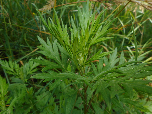 palina obyčajná Artemisia vulgaris L.