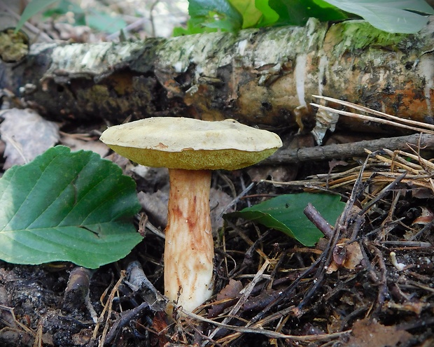 suchohríb červenohnedý Boletus ferrugineus Schaeff.