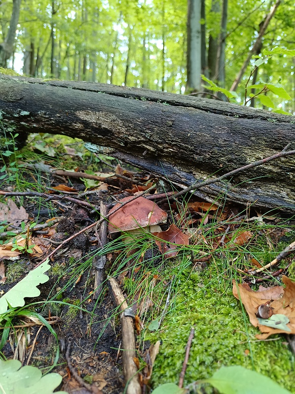 hríb sosnový Boletus pinophilus Pil. et Dermek in Pil.