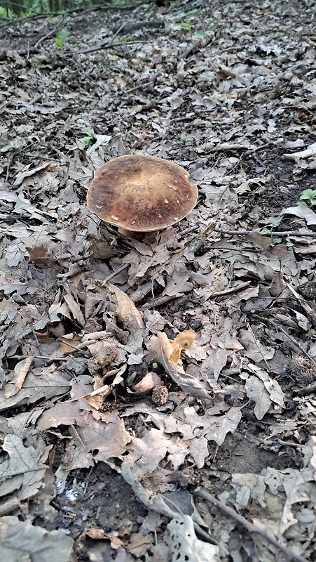 hríb dubový Boletus reticulatus Schaeff.