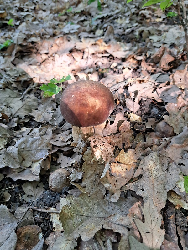 hríb dubový Boletus reticulatus Schaeff.