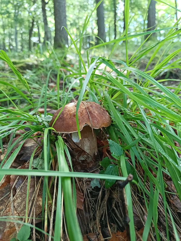 hríb dubový Boletus reticulatus Schaeff.