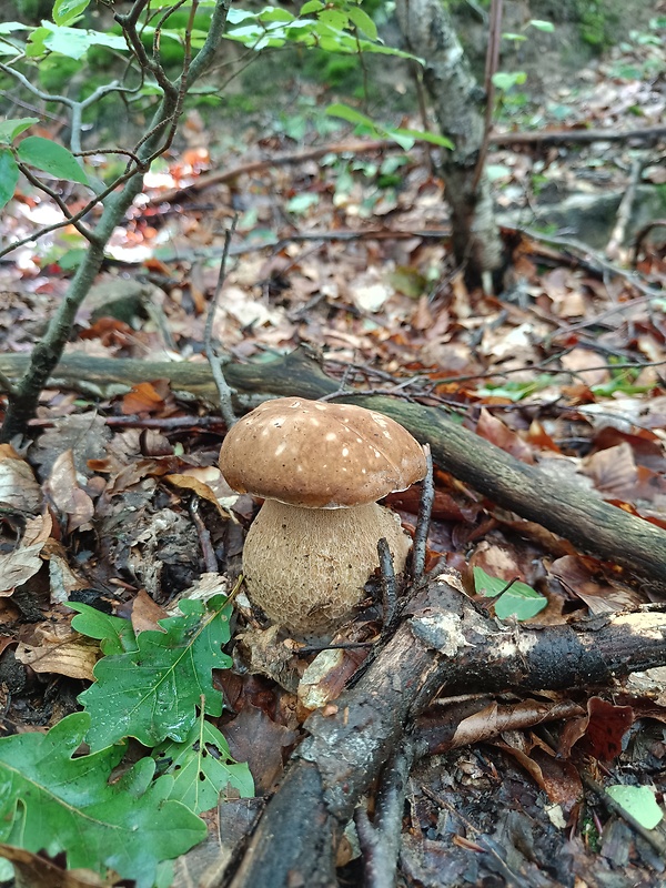 hríb dubový Boletus reticulatus Schaeff.