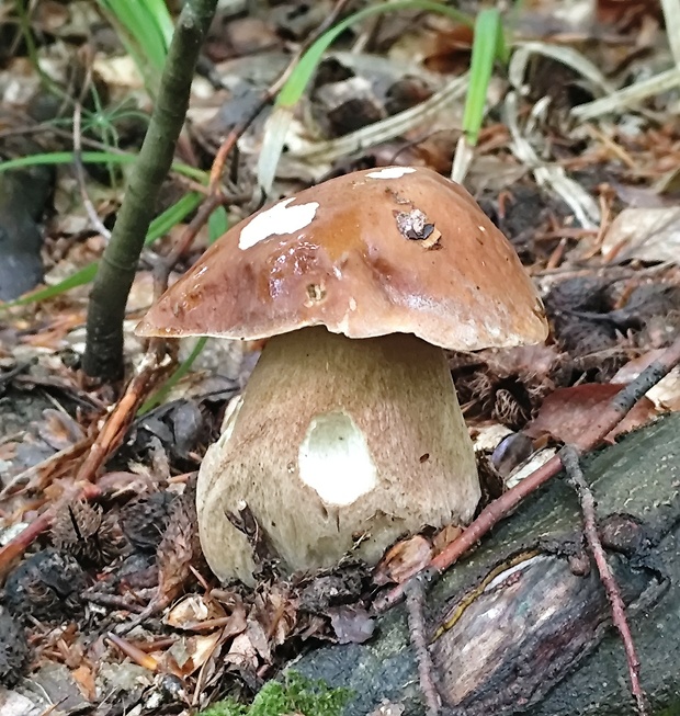 hríb dubový Boletus reticulatus Schaeff.