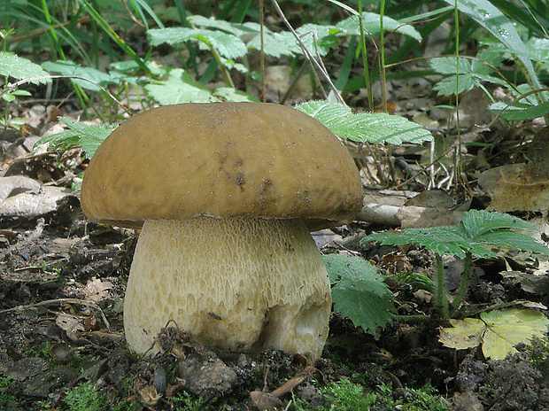 hríb dubový Boletus reticulatus Schaeff.