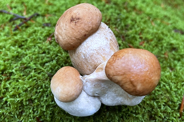 hríb dubový Boletus reticulatus Schaeff.