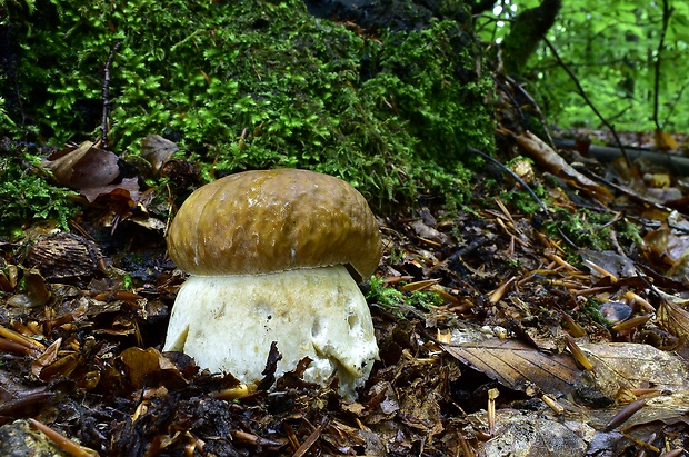 hríb dubový Boletus reticulatus Schaeff.