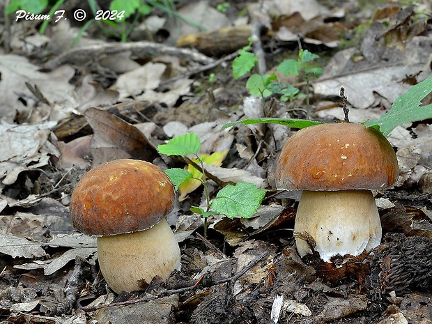 hríb dubový Boletus reticulatus Schaeff.