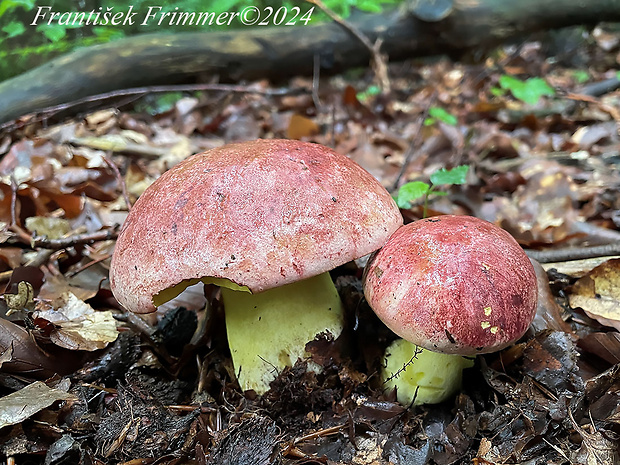 hríb kráľovský Butyriboletus regius (Krombh.) D. Arora & J.L. Frank