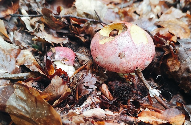 hríb kráľovský Butyriboletus regius (Krombh.) D. Arora & J.L. Frank