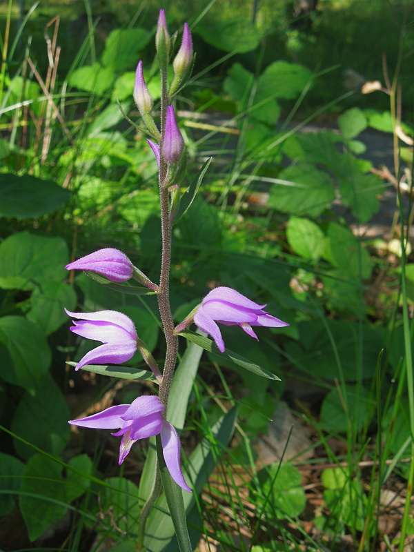 prilbovka červená Cephalanthera rubra (L.) Rich.