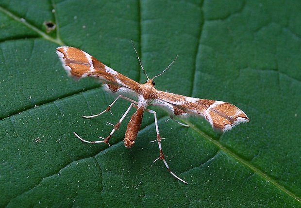 pierkavec šípkový Cnaemidophorus rhododactyla