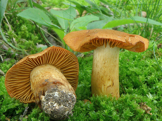 pavučinovec plyšový Cortinarius orellanus Fr.