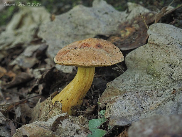 suchohríb Engelov Hortiboletus engelii (Hlaváček) Biketova & Wasser