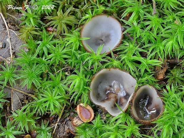 humária polguľovitá Humaria hemisphaerica (F.H. Wigg.) Fuckel