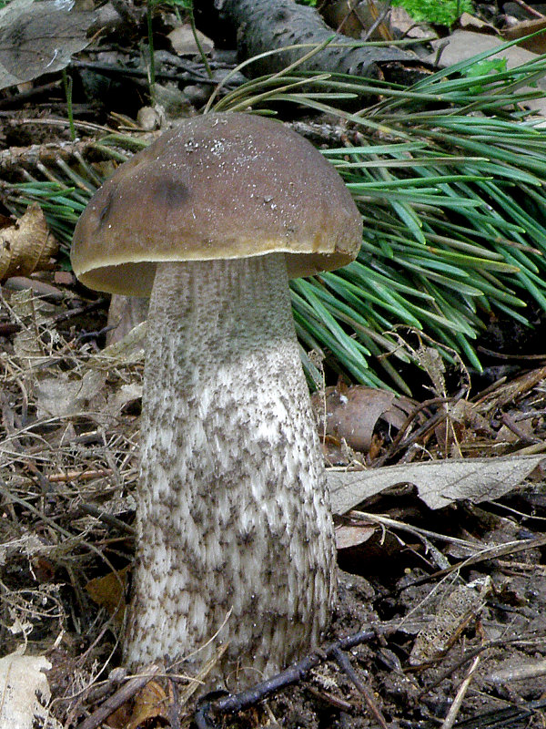 kozák hrabový Leccinum pseudoscabrum (Kallenb.) Šutara