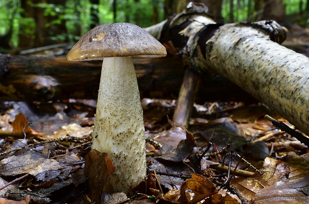 kozák brezový Leccinum scabrum (Bull.) Gray