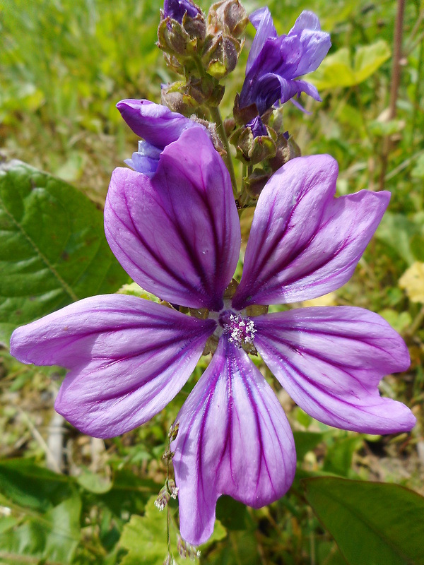 slez lesný Malva sylvestris L.