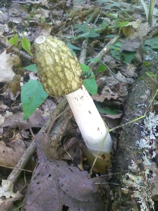 hadovka smradľavá Phallus impudicus L.