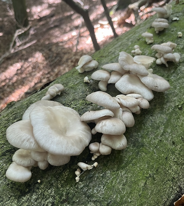 hliva buková Pleurotus pulmonarius (Fr.) Quél.