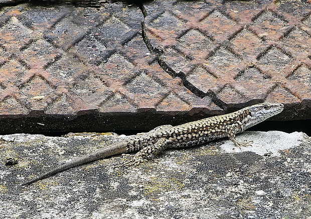 jašterica múrová Podarcis muralis