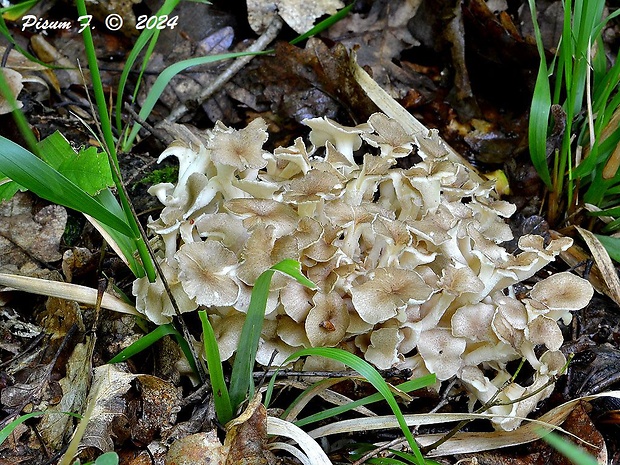 trúdnik klobúčkatý Polyporus umbellatus (Pers.) Fr.