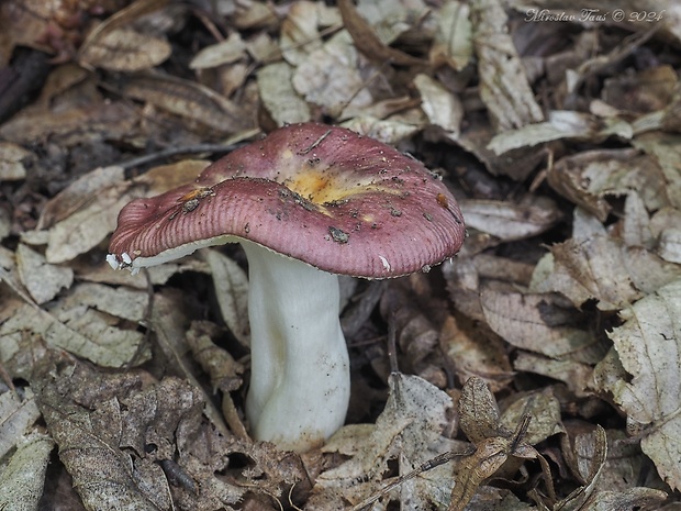 plávka hrabová Russula carpini R. Girard & Heinem.