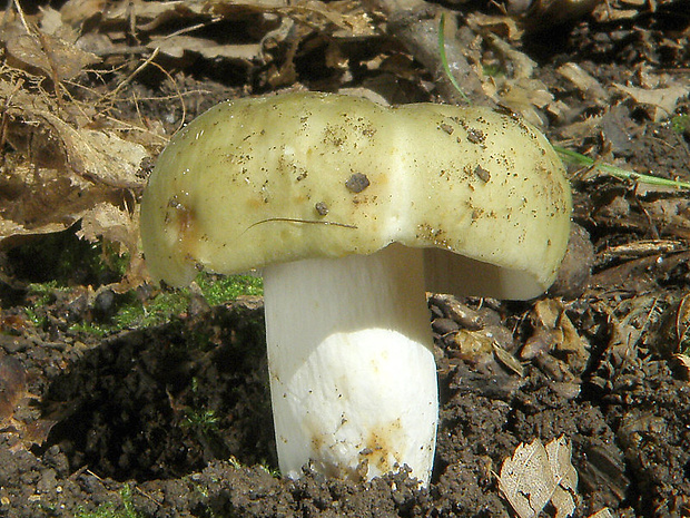 plávka Russula sp.