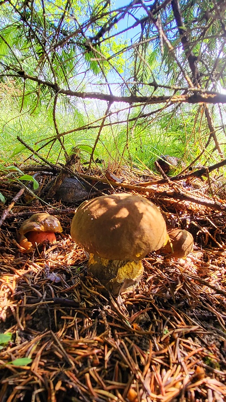 hríb zrnitohlúbikový Sutorius luridiformis (Rostk.) G. Wu & Zhu L. Yang