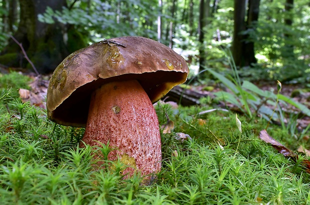 hríb zrnitohlúbikový Sutorius luridiformis (Rostk.) G. Wu & Zhu L. Yang