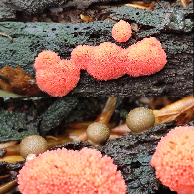 jahodník sasankovitý Tubifera ferruginosa (Batsch) J.F. Gmel.