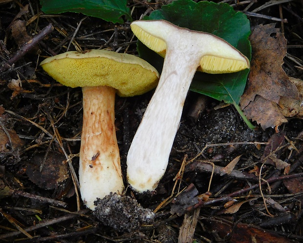 suchohríb červenohnedý Xerocomus ferrugineus (Kuntze) Singer