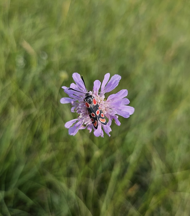 vretienka vičencová Zygaena carniolica