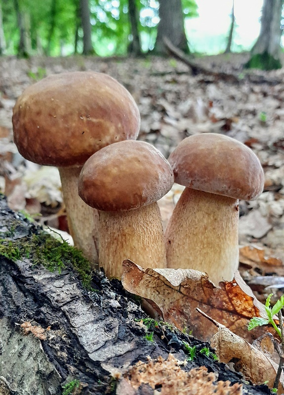 hríb dubový Boletus reticulatus Schaeff.