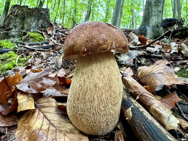 hríb dubový Boletus reticulatus Schaeff.