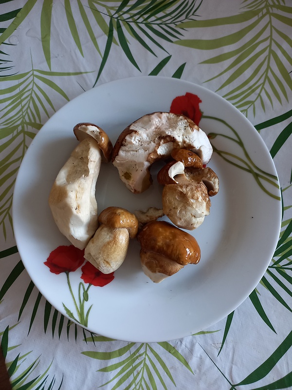 hríb dubový Boletus reticulatus Schaeff.