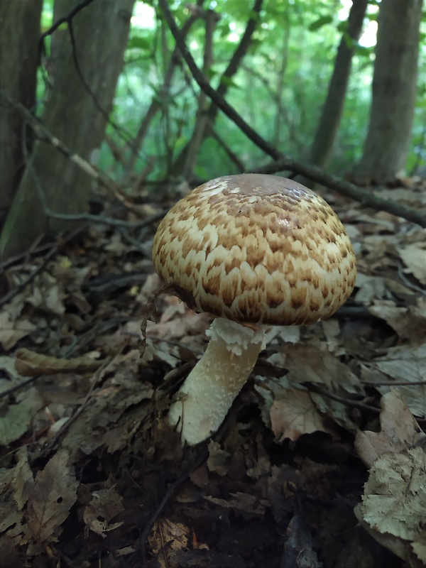 pečiarka obrovská Agaricus augustus Fr.