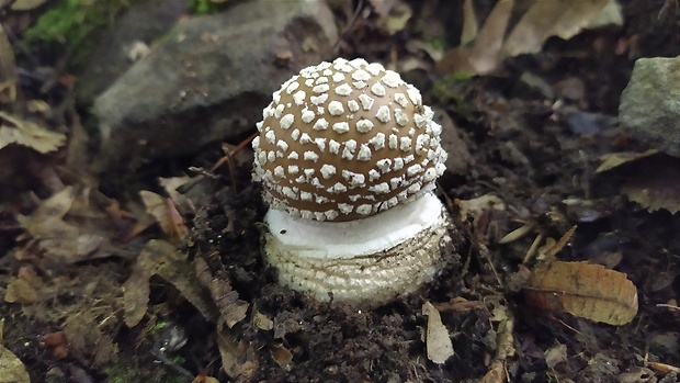 muchotrávka tigrovaná Amanita pantherina (DC.) Krombh.