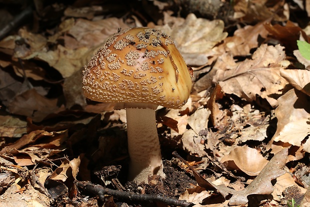 muchotrávka červenkastá Amanita rubescens Pers.