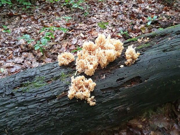 korunovec svietnikovitý Artomyces pyxidatus (Pers.) Jülich