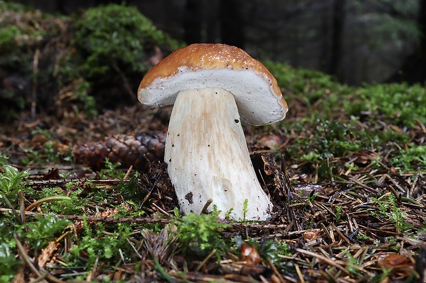 hríb smrekový Boletus edulis Bull.