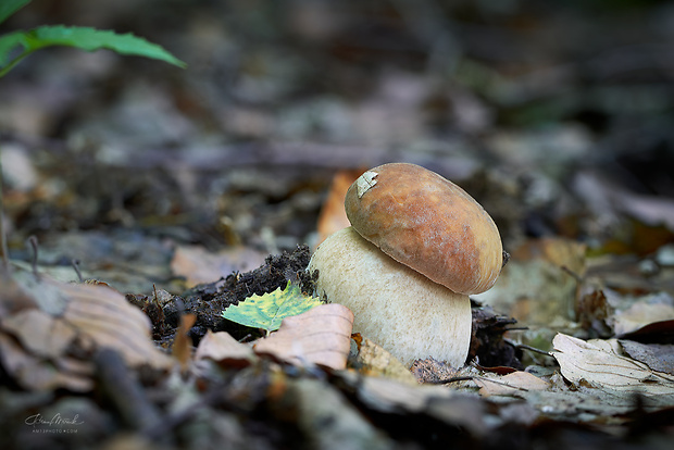 hríb dubový Boletus reticulatus Schaeff.