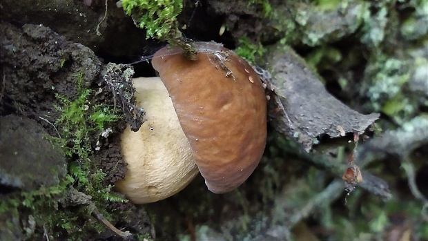 hríb dubový Boletus reticulatus Schaeff.